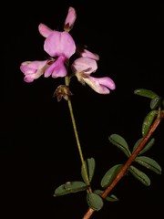 Indigofera concava