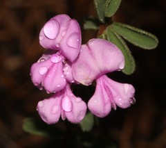 Indigofera concava