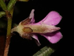 Indigofera concava