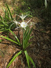 Hymenocallis liriosme, photograph (c) Jody Shugart, some rights reserved (CC BY)