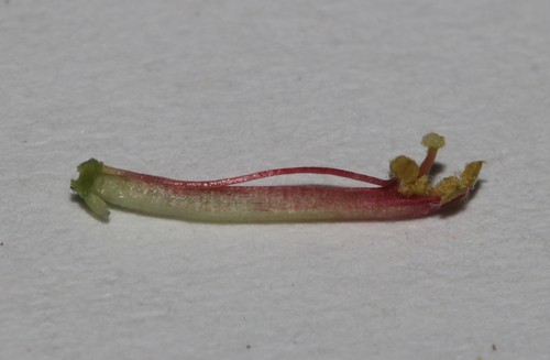 Image of Indigofera concava by (c) Brian du Preez, some rights reserved (CC BY-SA)