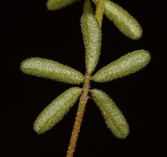 Indigofera concava