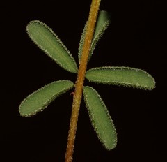 Indigofera concava