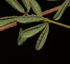 Indigofera concava