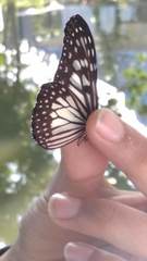 Ideopsis juventa