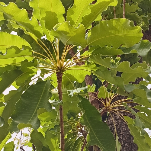 Shea Tree