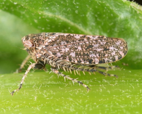 Texananus decorus