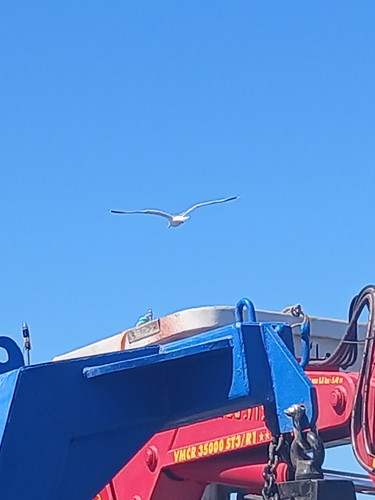 Yellow-legged Gull
