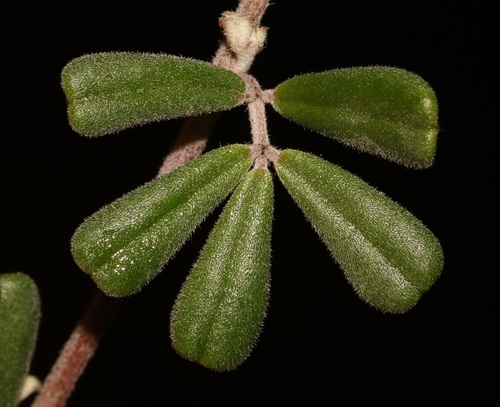 Image of Indigofera outrampsii by (c) Brian du Preez, some rights reserved (CC BY-SA)