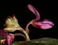 Indigofera sp9