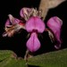 Indigofera Outrampsii Ms - Photo (c) Brian du Preez, some rights reserved (CC BY-SA), uploaded by Brian du Preez