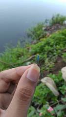 Pseudagrion nigrofasciatum