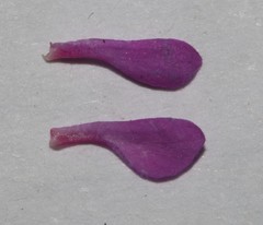 Indigofera sp9