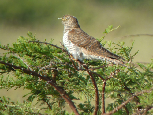 Common Cuckoo