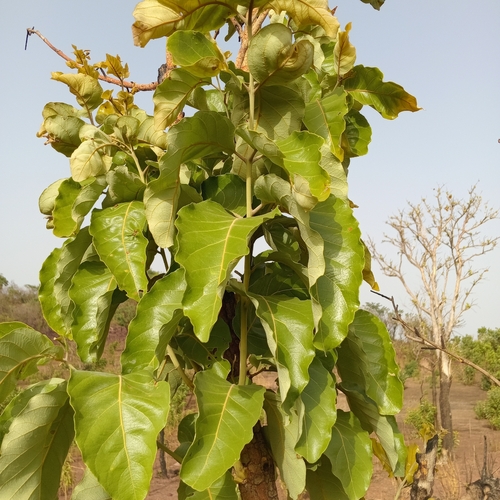 Combretum glutinosum