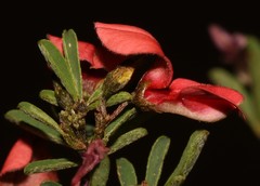 Indigofera stricta