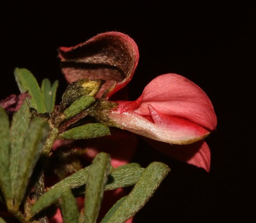 Image of Indigofera stricta by (c) Brian du Preez, some rights reserved (CC BY-SA)