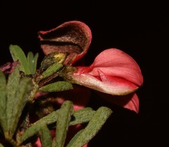 Indigofera stricta