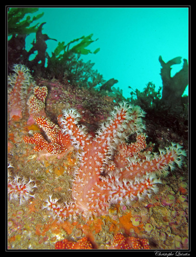 Alcyonium glomeratum (Hassall, 1843)