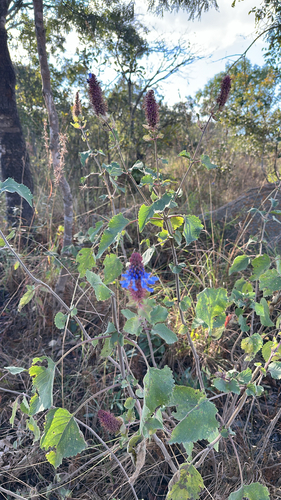 Large Hedgehog-Flower