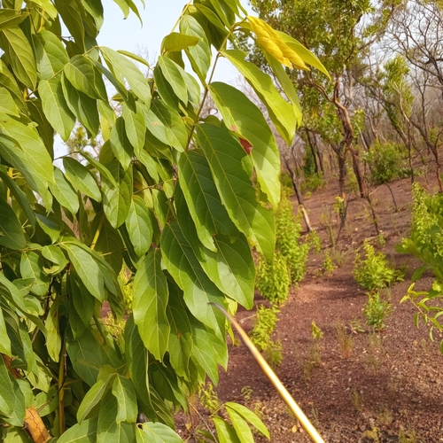 Combretum nigricans