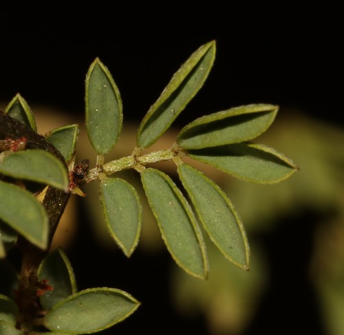 Image of Indigofera stricta by (c) Brian du Preez, some rights reserved (CC BY-SA)