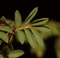 Indigofera stricta