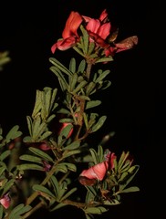 Indigofera stricta