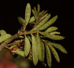 Indigofera stricta