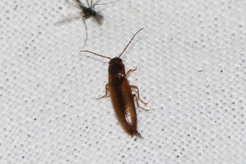 margined click beetle, 6874 Wolfheze, Nederland, photo 6 of 10