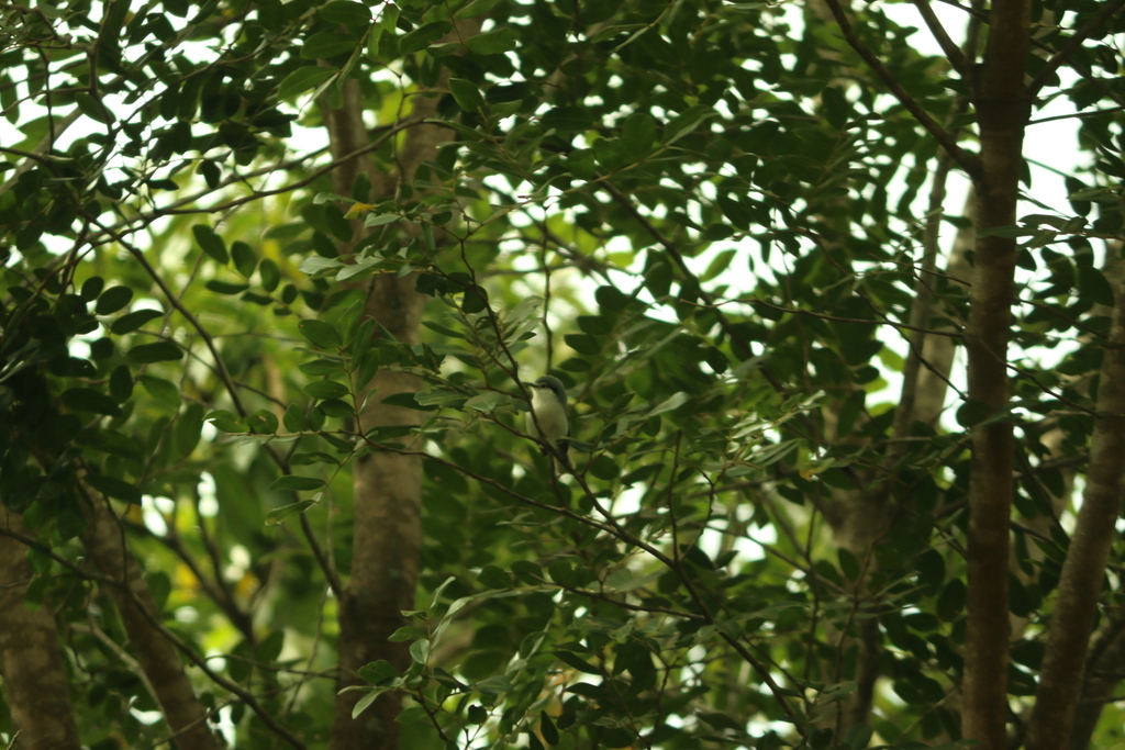 Masked Gnatcatcher