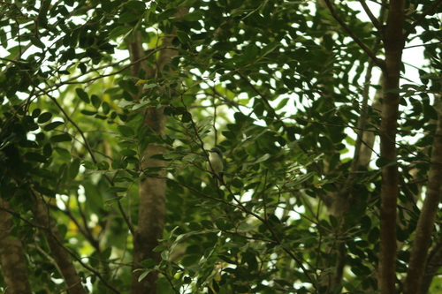 Masked Gnatcatcher