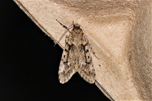 March Tubic, 6874 Wolfheze, Nederland, photo 8 of 10
