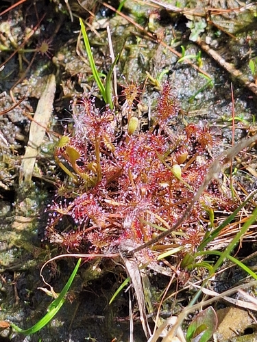 spoonleaf sundew