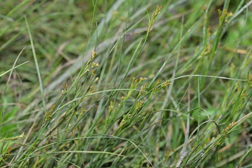 Juncus gracillimus iNat (2)