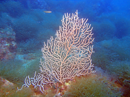 Representative image of Eunicella verrucosa