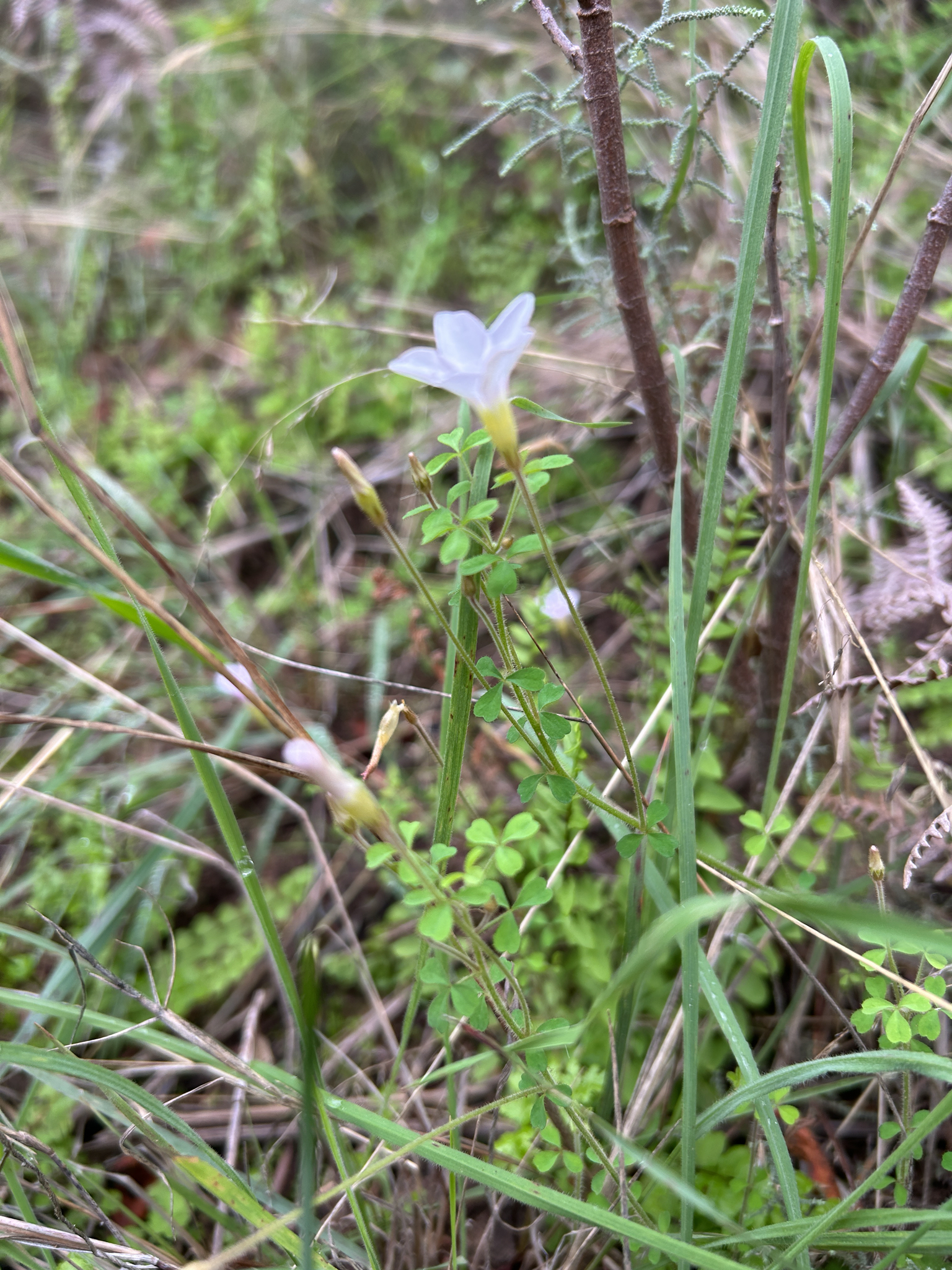 Oxalis ebracteata Savigny, 1798 3
