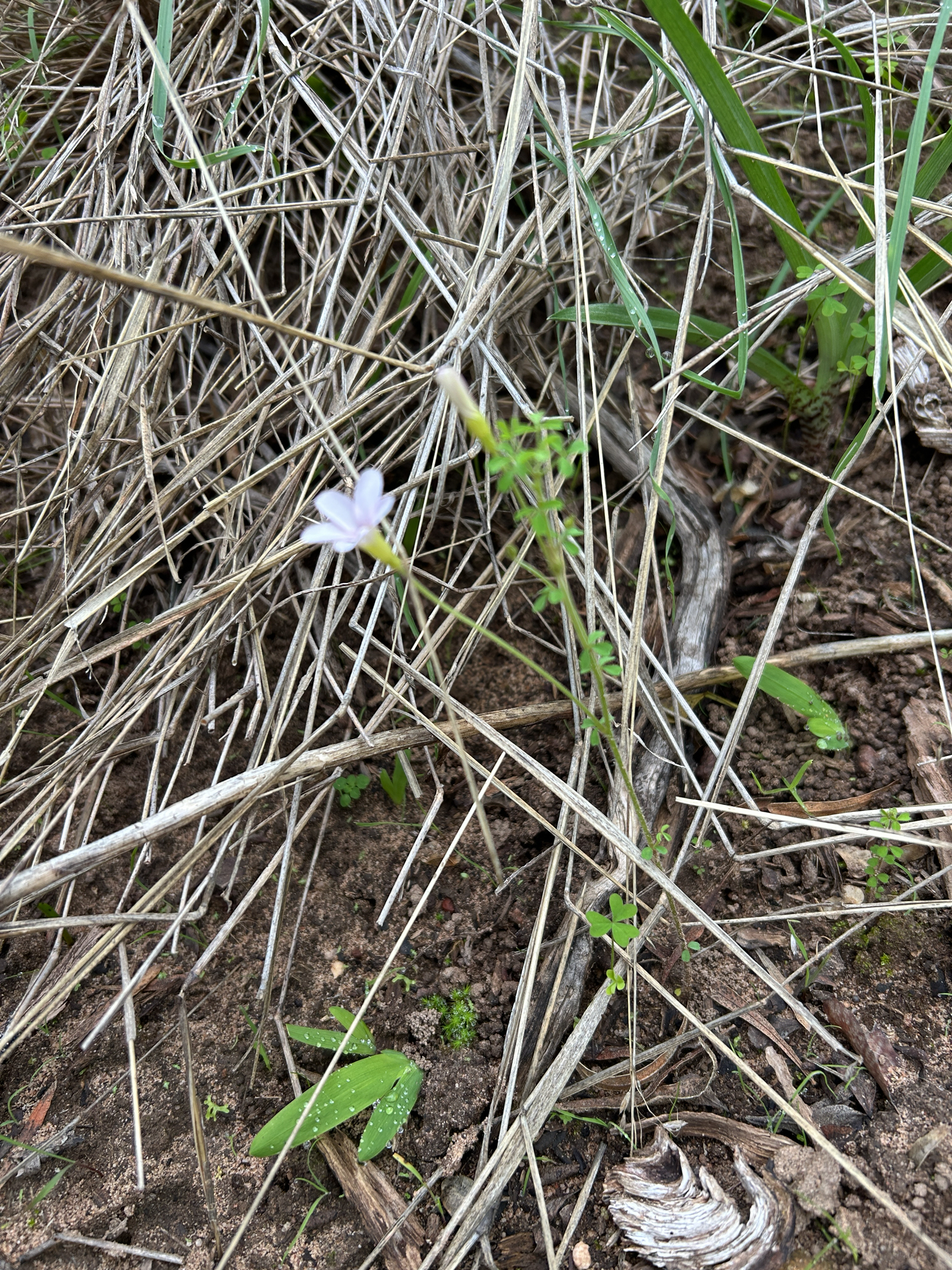 Oxalis ebracteata Savigny, 1798 2