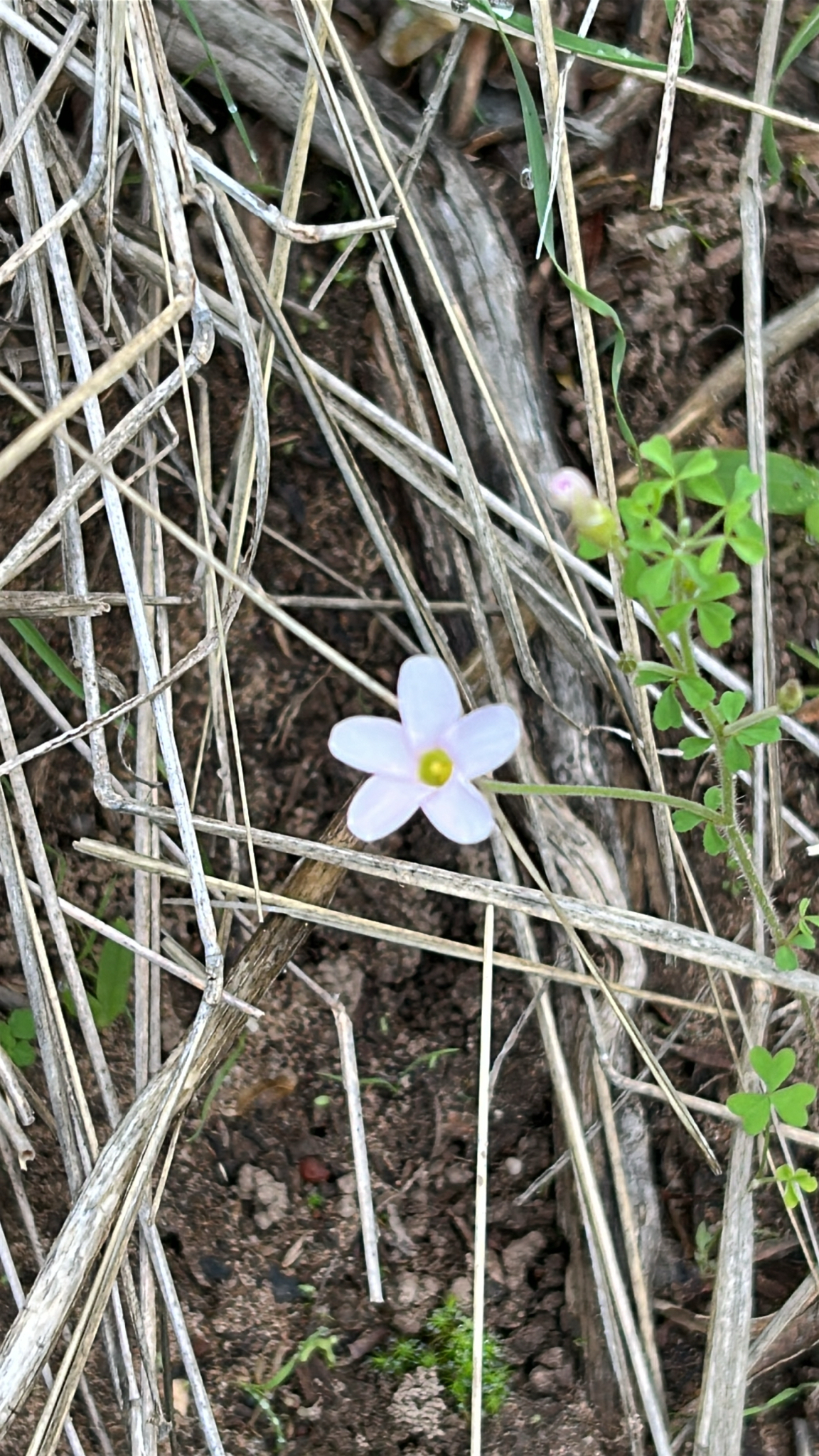 Oxalis ebracteata Savigny, 1798