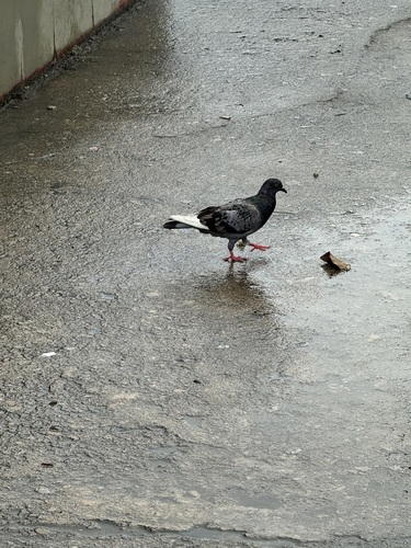 Feral Pigeon