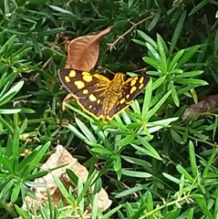 Metisella metis