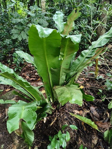 Asplenium serratum, photograph 5