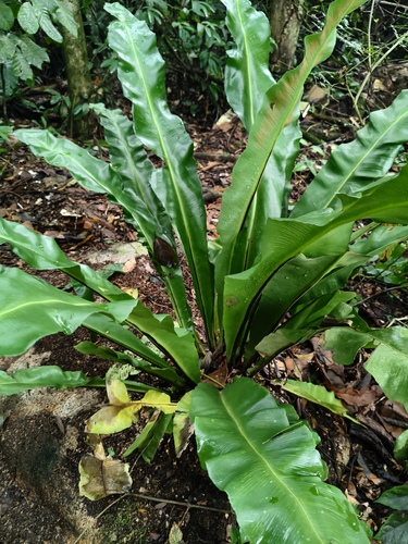 Asplenium serratum, photograph 6