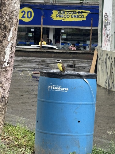 Great Kiskadee