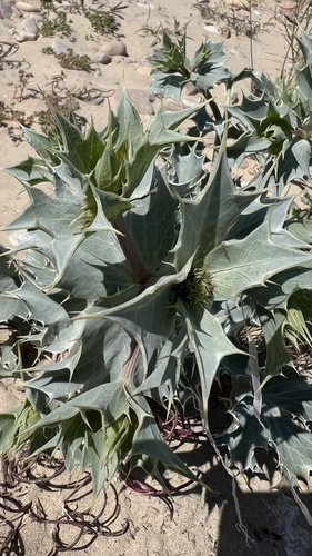 Sea Holly