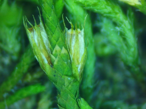 Cryphaea glomerata, 2026-05-02