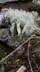 Cladonia sulphurina