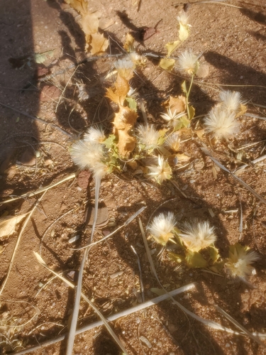Acourtia nana, photograph 4