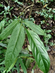 Piper arboreum