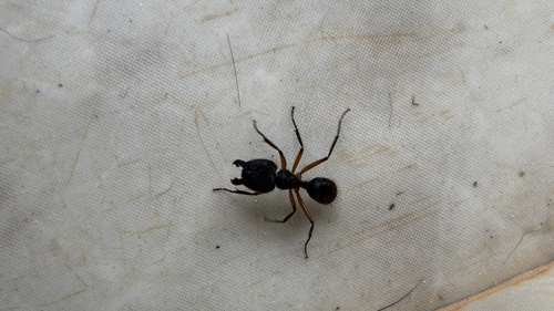 Camponotus renggeri